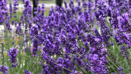 Lavendel  franz  sische Impession  lila Lavendelbl  te  dichte Bl  ten in diffusem Licht