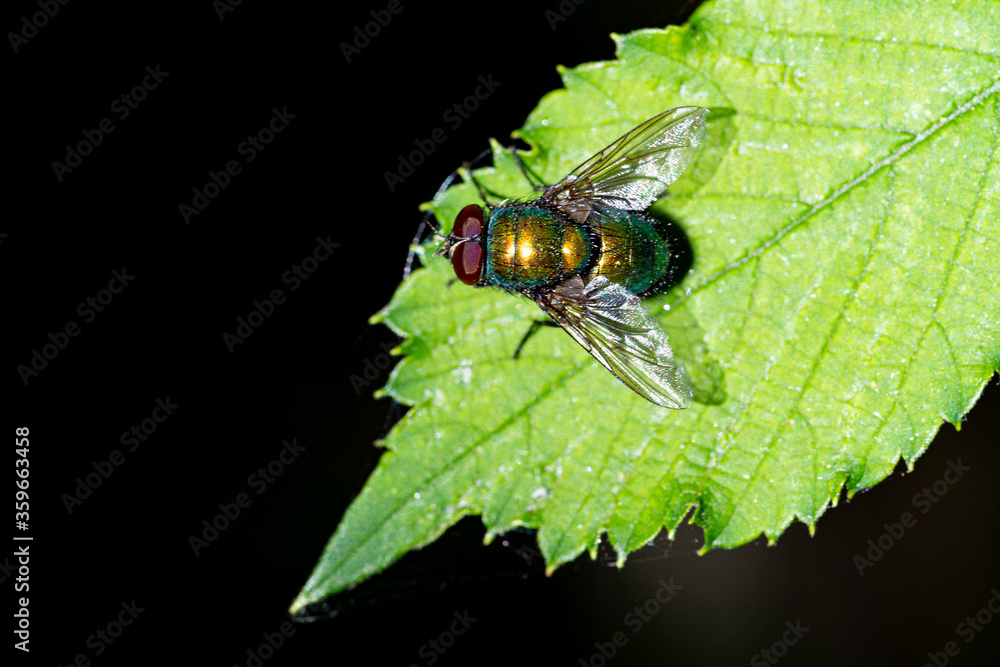 Macro photography, insects and plants in spring Macro photography, insects and plants in spring
