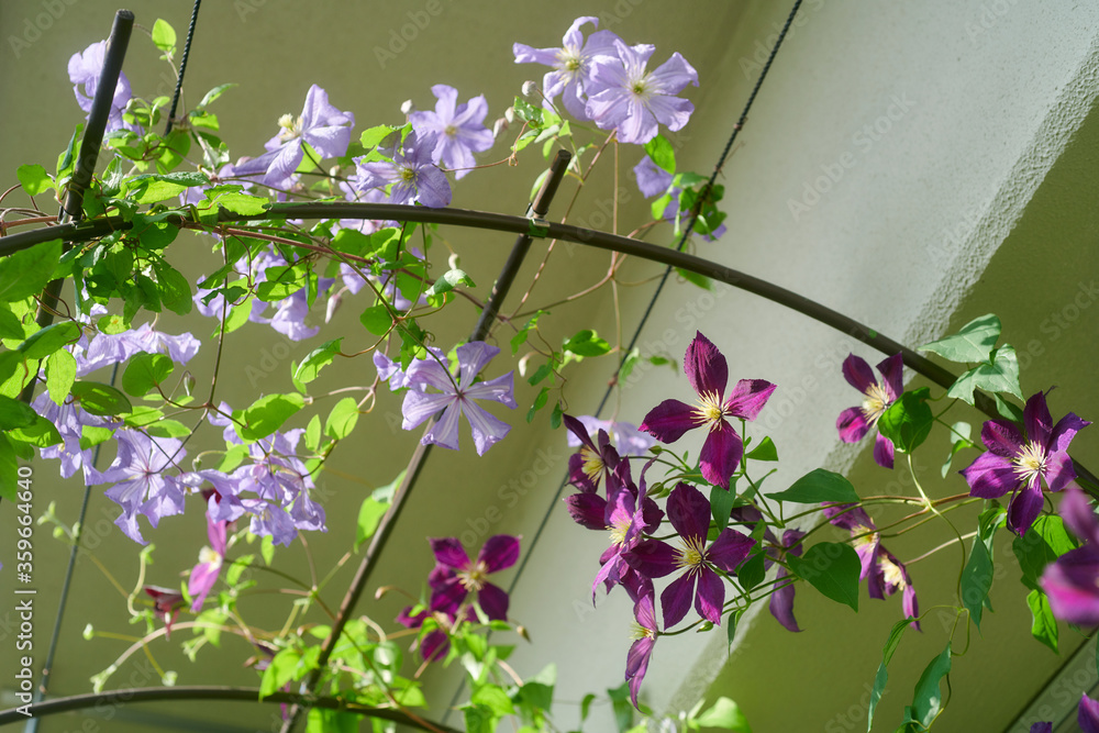 クレマチス ミケリテ Stock Photo Adobe Stock