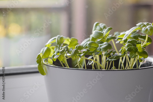 Fresh Organic Green basil plant for healthy cooking. Fresh aromatic culinary herb in white pot on windowsill. Kitchen garden of herbs.