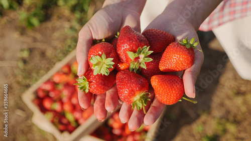 Top view farmer woman hands holding a freshly picked bright red strawberry harvested on the field. Close-up of tasty juicy and healthy summer berries photo