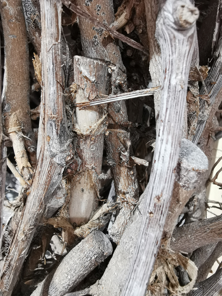 Background of wooden logs. Year rings. Deforestation and Forestry Industry. Background of wooden logs. Year rings. Deforestation and Forestry Industry.
