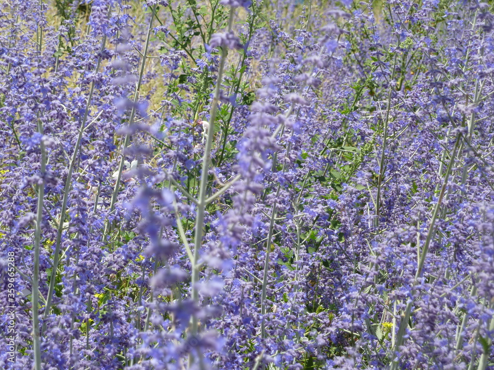 Obraz premium Lavender in spring in a sunny day
