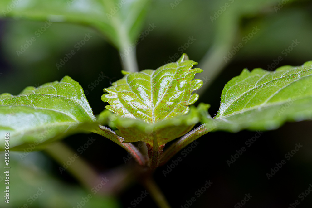 Macro photography, insects and plants in spring Macro photography, insects and plants in spring
