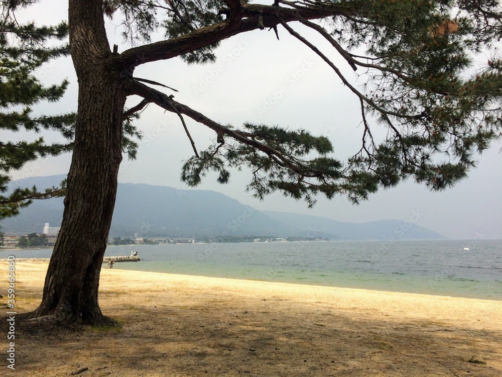 Fototapeta premium A large pine tree by the lake