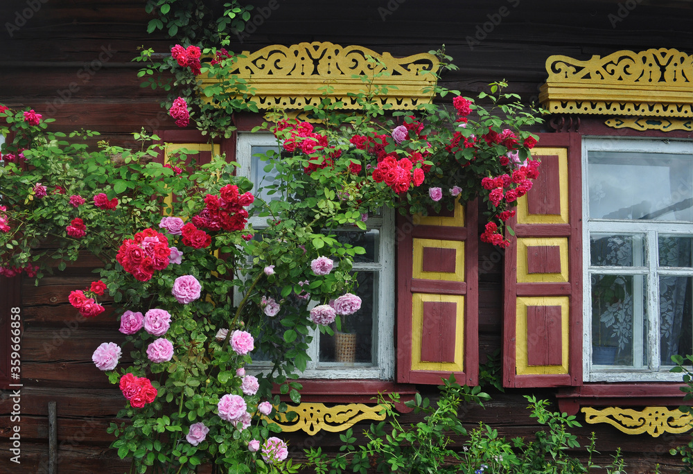 Rose bush against the background of a house with carved wooden windows