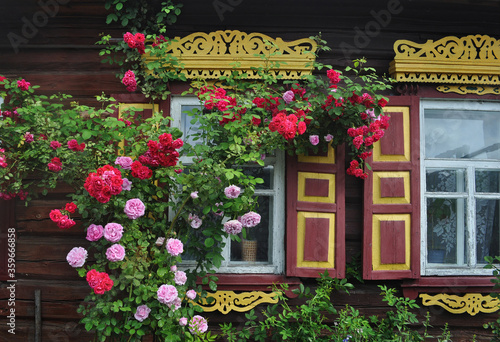 Rose bush against the background of a house with carved wooden windows