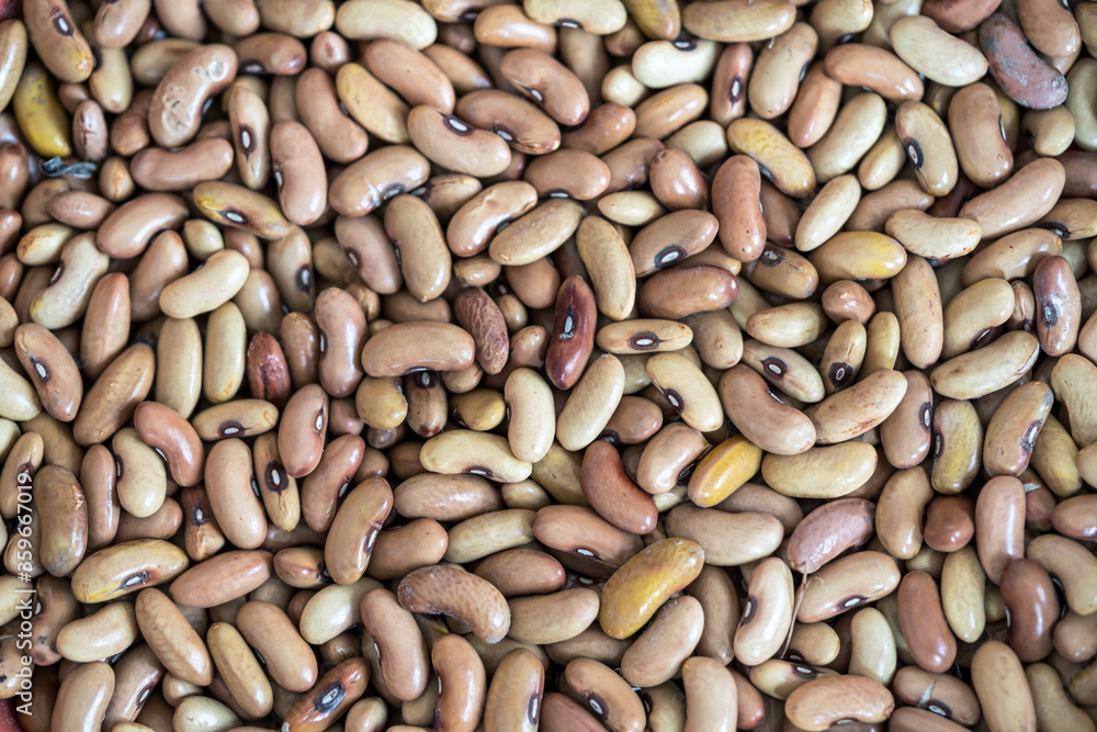 Close up of a bean seeds Close up of a bean seeds