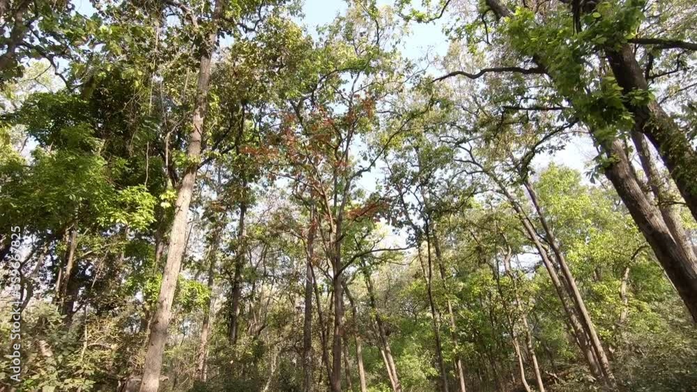 A view from safari of Sal forest forming a canopy in Corbett National Park, Uttarakhand, India A view from safari of Sal forest forming a canopy in Corbett National Park, Uttarakhand, India