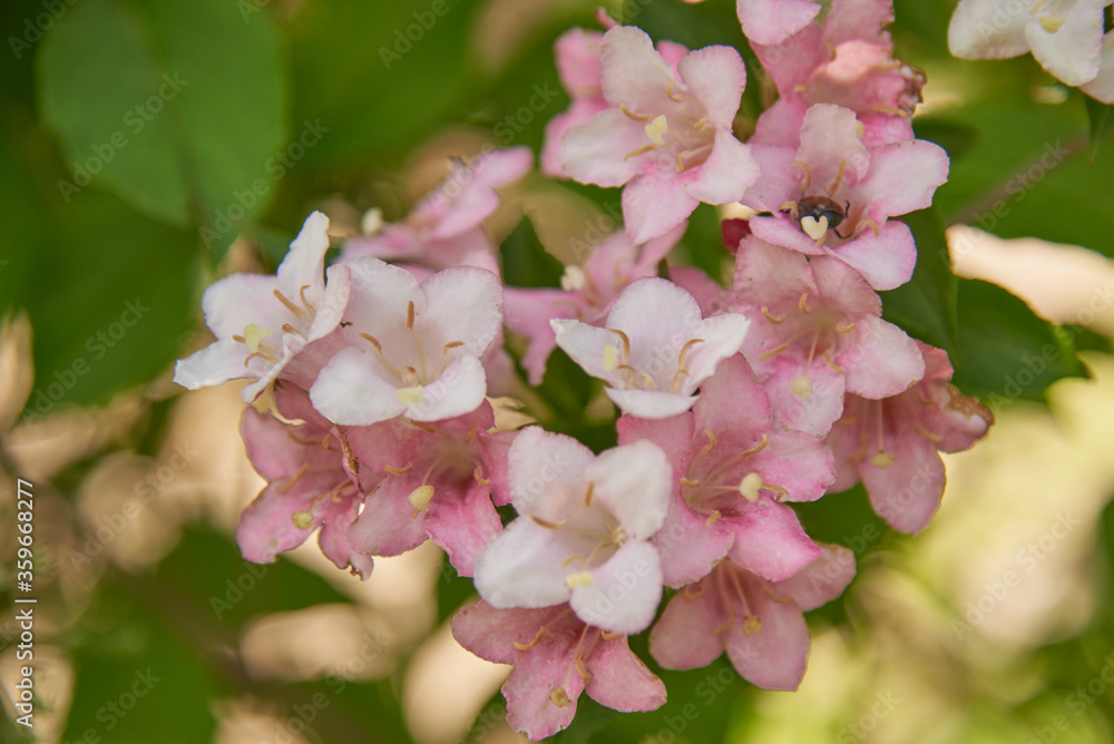 Fototapeta premium Photo of a Delicate blooming pink Weigel branch on a blurry green background as a backdrop.