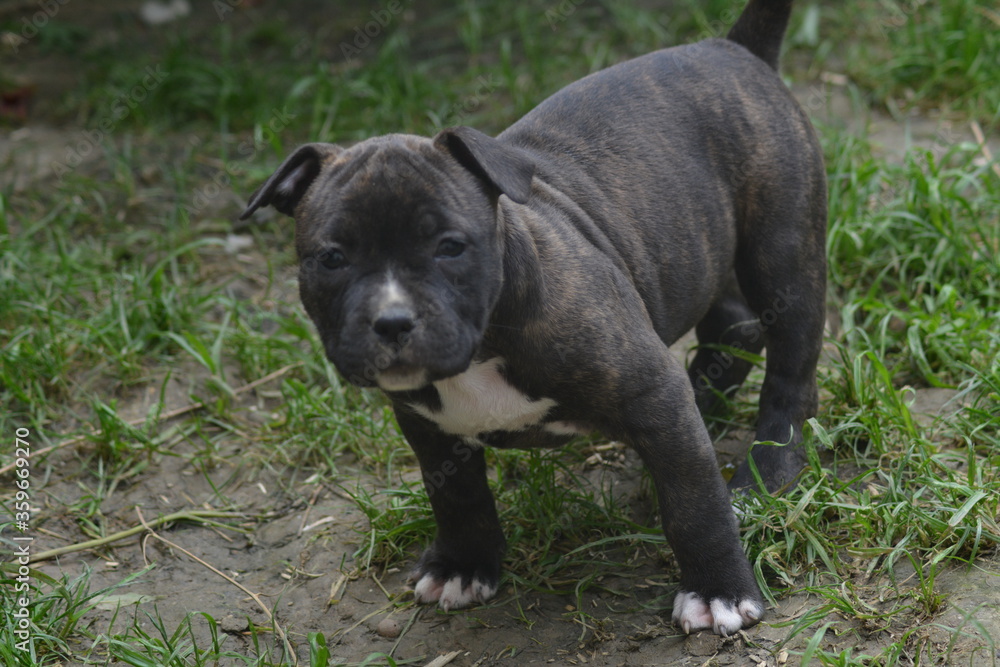CHIOT AMSTAFF - STAFFORDSHIRE TERRIER 