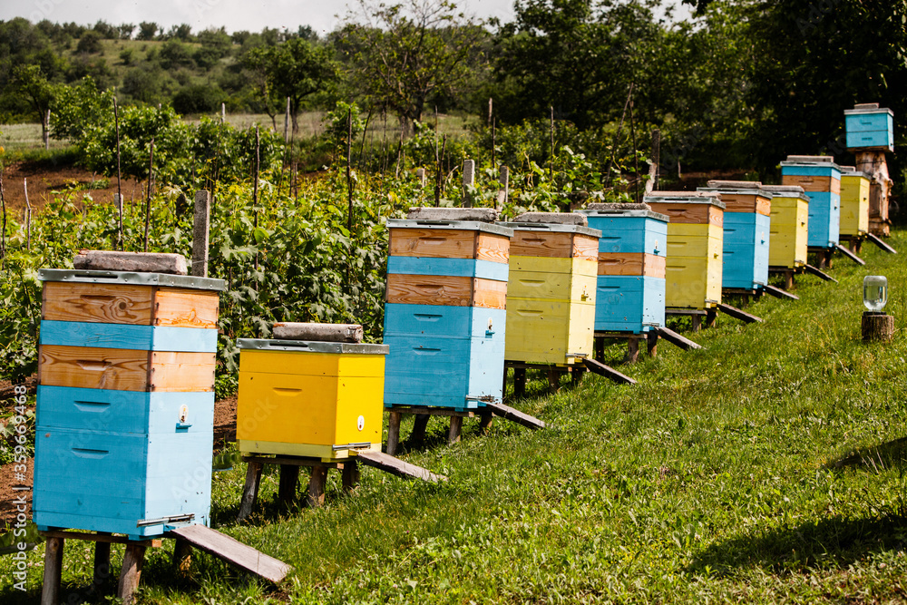 Colored wooden beehives in the farmer garden. Honey bee hives in Moldova. bee home at meadow with flowers and fresh green grass on spring season. Colored wooden beehives in the farmer garden. Honey bee hives in Moldova. bee home at meadow with flowers and fresh green grass on spring season.