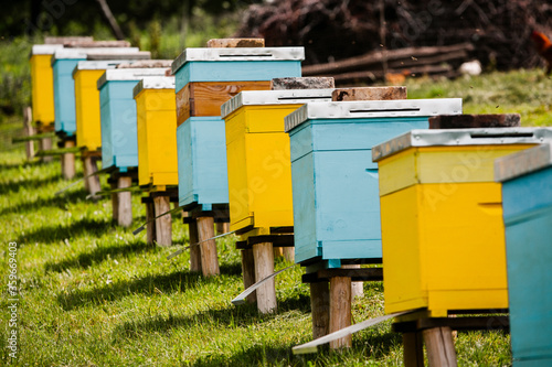 Colored wooden beehives in the farmer garden. Honey bee hives in Moldova. bee home at meadow with flowers and fresh green grass on spring season.