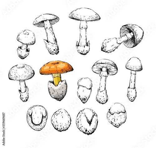 amanita caesarea old vintage retro sketch set photo