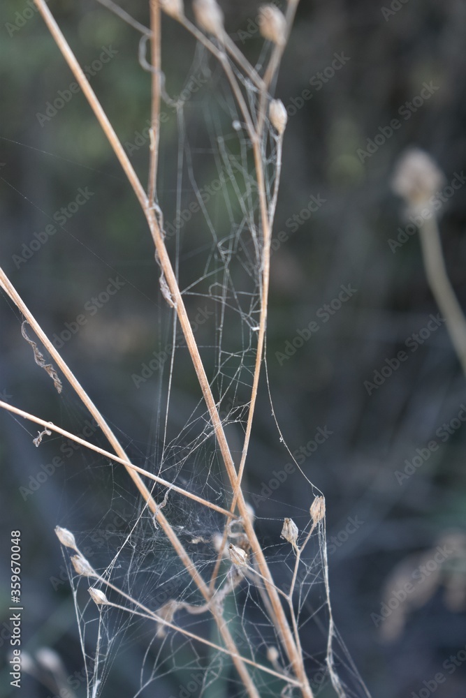 The experimental walks of the spider in Tuscany Italy The experimental walks of the spider in Tuscany Italy