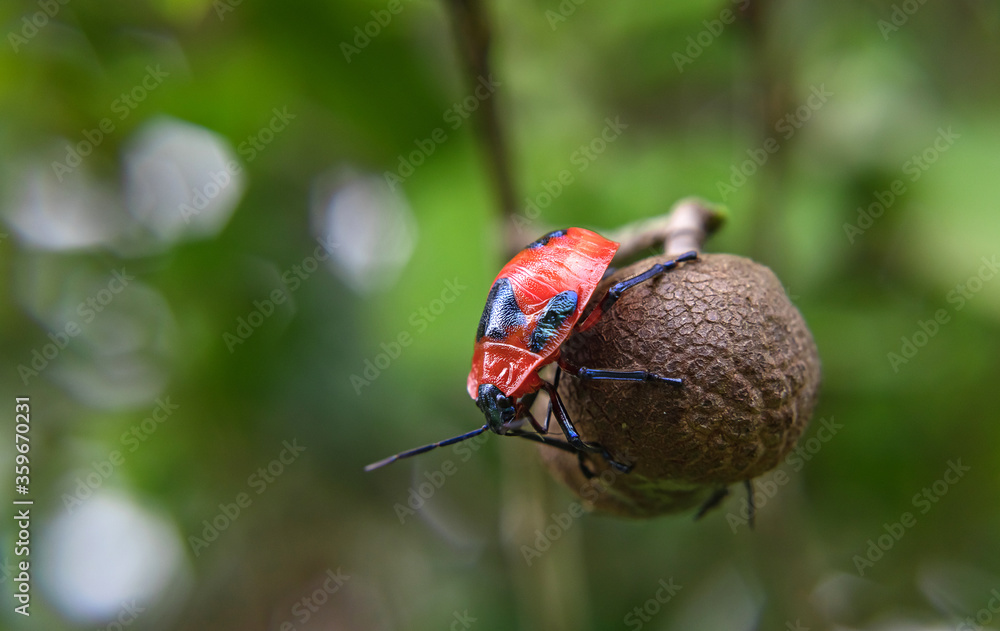 Fototapeta premium Beetles Insects Bugs on forest fruit.