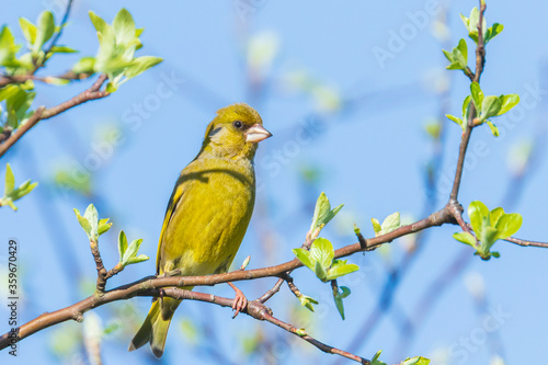 Greenfinch Chloris chloris male bird singing