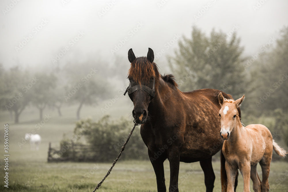 Fototapeta premium Horse Stud and her beautiful foal on a field. horse looks pretty in the field. 