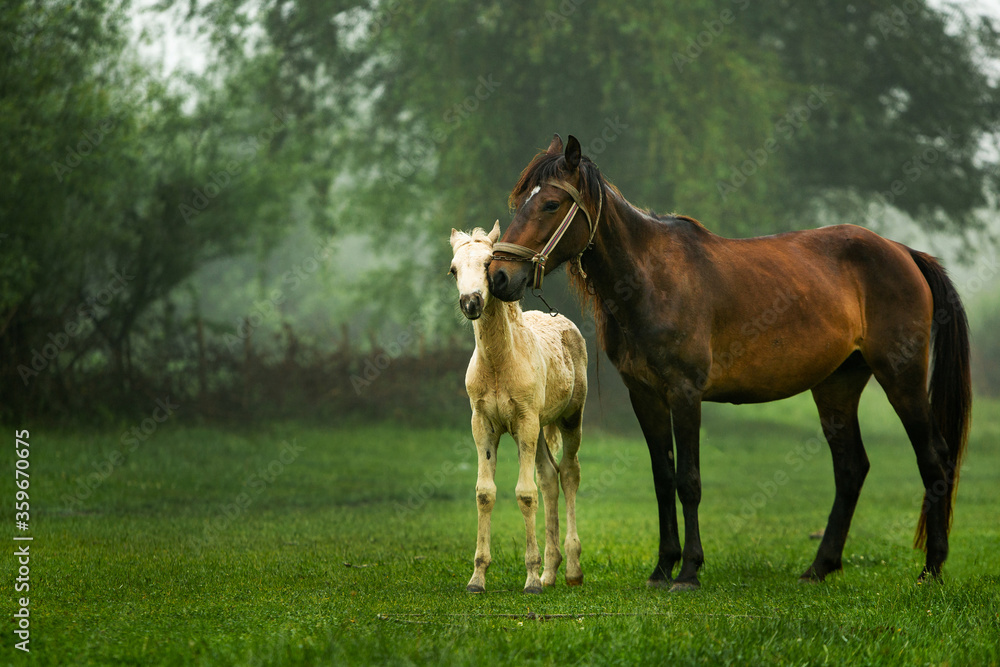 Horse Stud and her beautiful foal on a field. horse looks pretty in the field. 