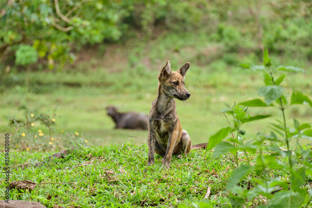 Fototapeta premium Village dog on the island of Panay Philippines.