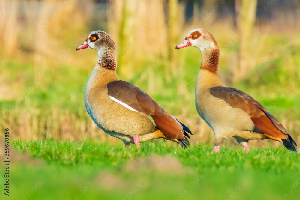 Egyptian geese Alopochen aegyptiacus couple Egyptian geese Alopochen aegyptiacus couple