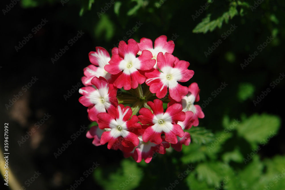 Fototapeta premium A close up of vervain flowers of the `Lascar Big Eye Red Rose` variety. Verbena hybrida - red flowers with rose tones, top view