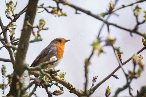 European robin bird Erithacus rubecula singing © Sander Meertins