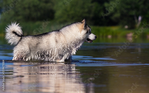 Fototapeta Naklejka Na Ścianę i Meble -  wet dog bathes in the river