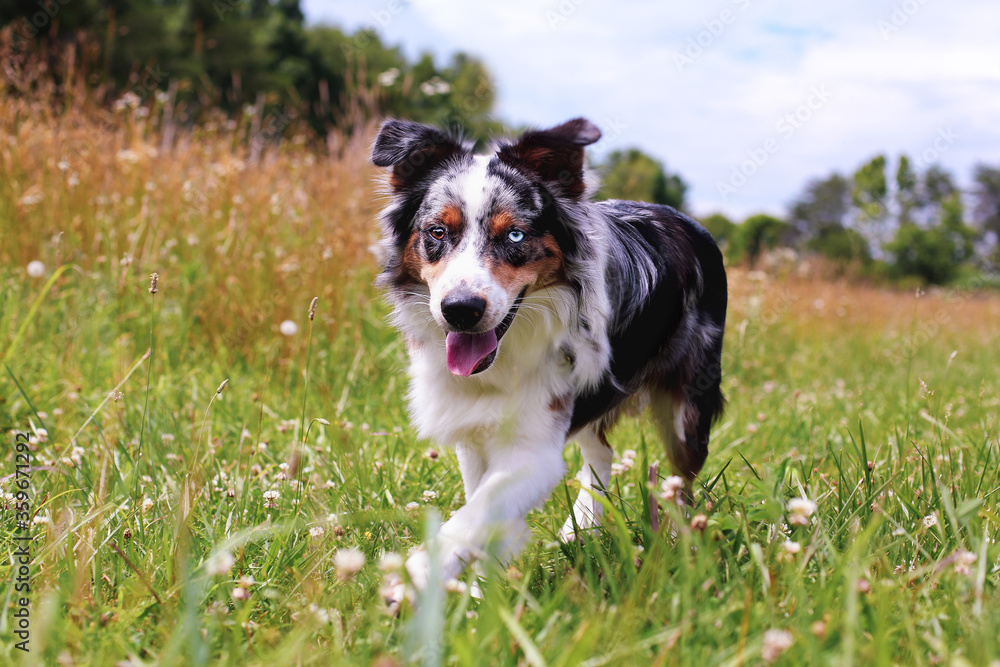 Beautiful juvenile male Blue Merle Australian Shepherd dog walking through a summer field.  Two different color eyes, Heterochromia iridium. Selective focus with blurred background.