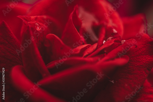 Rosa roja con agua en macro