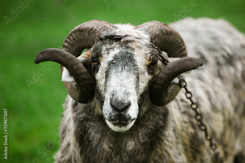 A mature Ram Portrait on the green grass in Moldova.