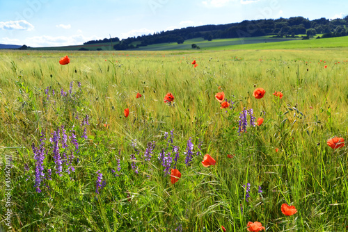 Winter Wincke und Blutblume am Rande eines Getreidefeldes