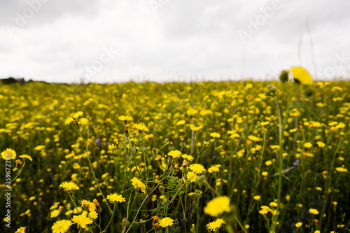 Full field with yellow flowers. Flowers background. Beautiful nature in Moldova. Europe. Summer. Sunny day. Relax. Love landscape.