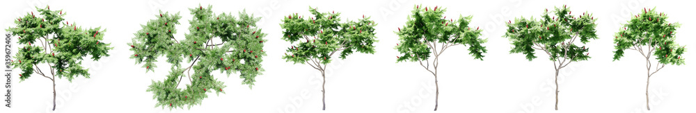 Set or collection of green rowan trees isolated on white background. Concept or conceptual 3d illustration for nature, ecology and conservation, strength and endurance, force and life Set or collection of green rowan trees isolated on white background. Concept or conceptual 3d illustration for nature, ecology and conservation, strength and endurance, force and life