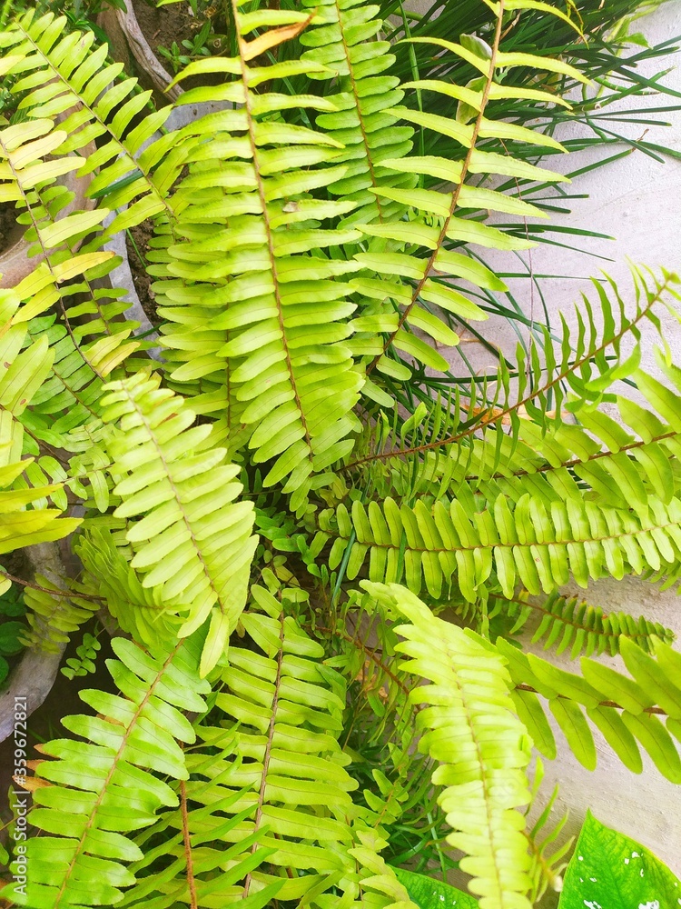 Nephrolepis cordifolia topview, the sword fern and fishbone fern. the ...