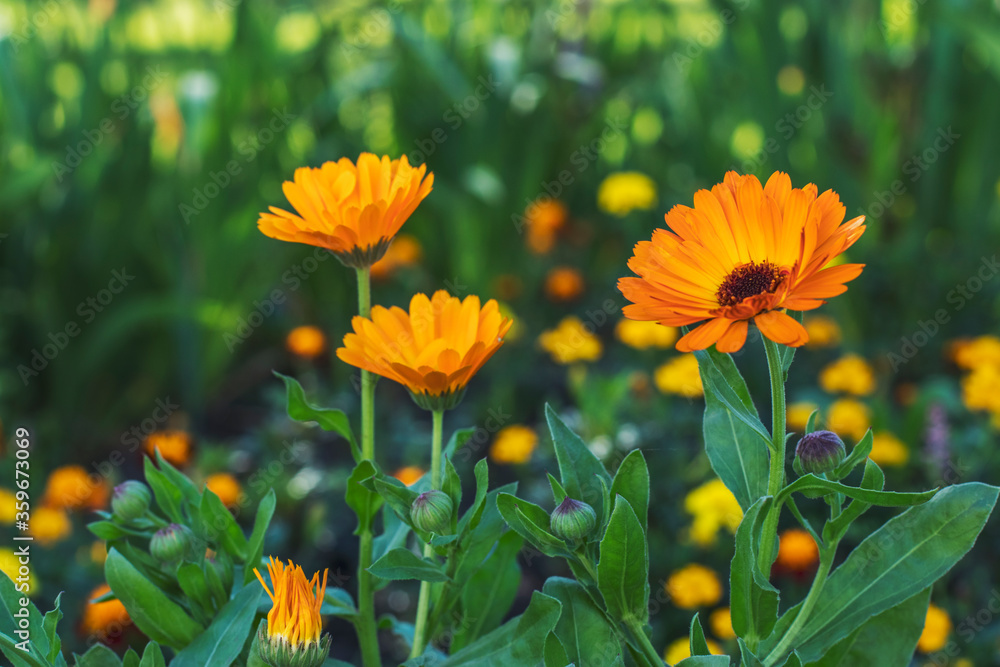 Large beautiful calendula flowers on a background of lush greenery on a sunny summer day. Annual flowers for decorating flower beds in the city and landscape design. Large beautiful calendula flowers on a background of lush greenery on a sunny summer day. Annual flowers for decorating flower beds in the city and landscape design.