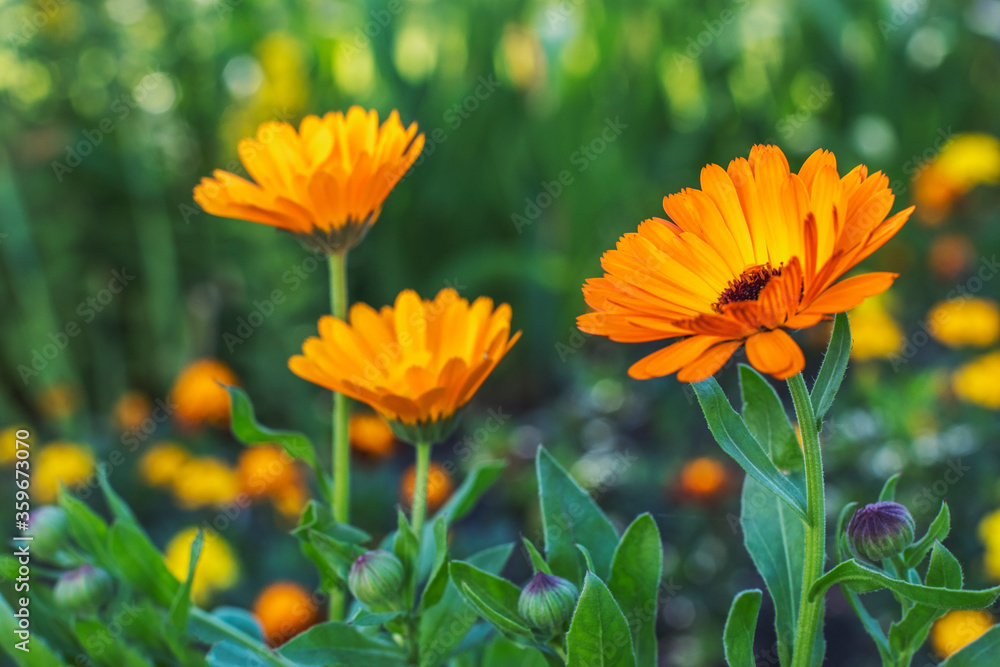 Large beautiful calendula flowers on a background of lush greenery on a sunny summer day. Annual flowers for decorating flower beds in the city and landscape design. Large beautiful calendula flowers on a background of lush greenery on a sunny summer day. Annual flowers for decorating flower beds in the city and landscape design.