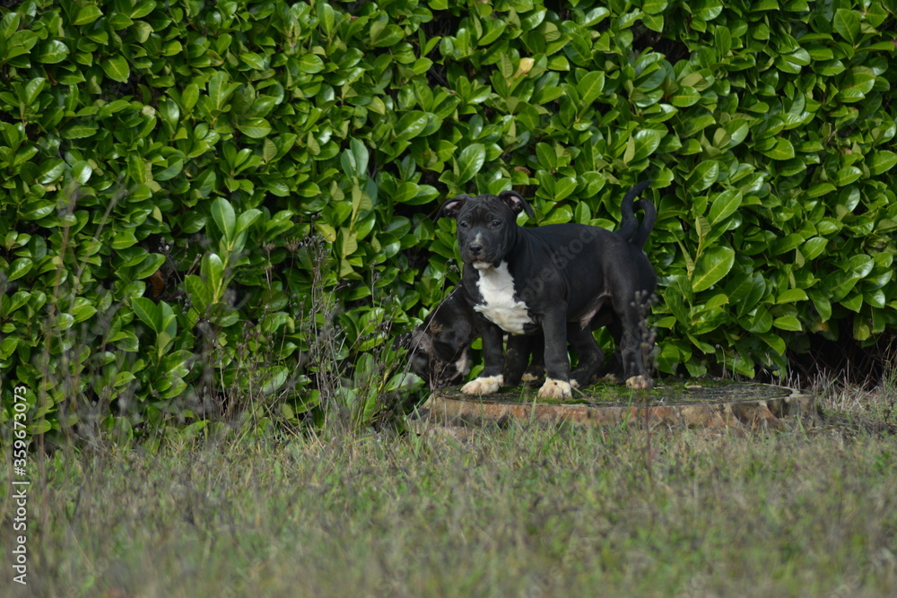 CHIOT AMSTAFF - STAFFORDSHIRE TERRIER AMERICAIN CHIOT AMSTAFF - STAFFORDSHIRE TERRIER AMERICAIN