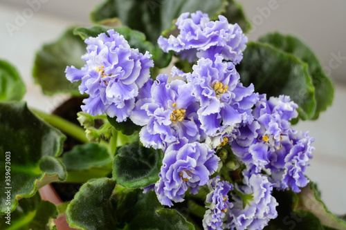 Close up violet flowers in the pot. Violet flower plant background. Violet flower house plant. Blooming violet flowers. Flowers in bloom. Flower background.
