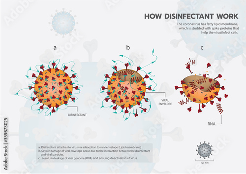 How disinfectant work and kill Coronavirus or Covid19 or Sar COV 2 info graphic