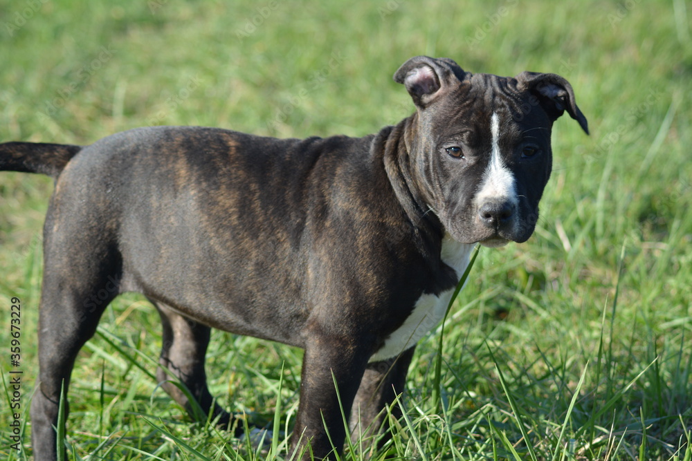 CHIOT AMSTAFF - STAFFORDSHIRE TERRIER AMERICAIN CHIOT AMSTAFF - STAFFORDSHIRE TERRIER AMERICAIN