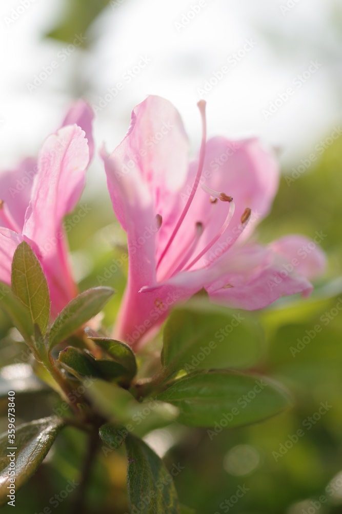 Fototapeta premium ツツジ