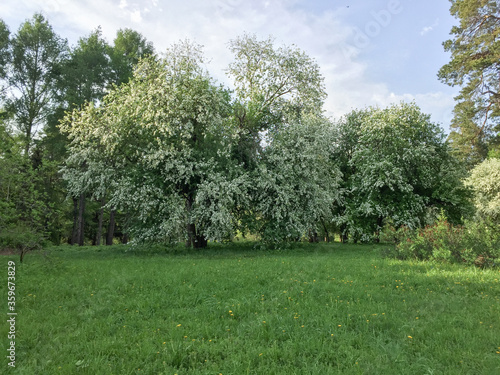 Siberian forest in the summer time