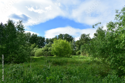 Siberian forest in the summer time