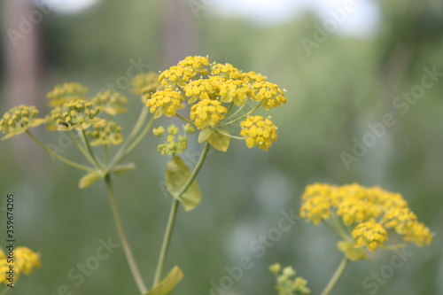 yellow flowers in the garden