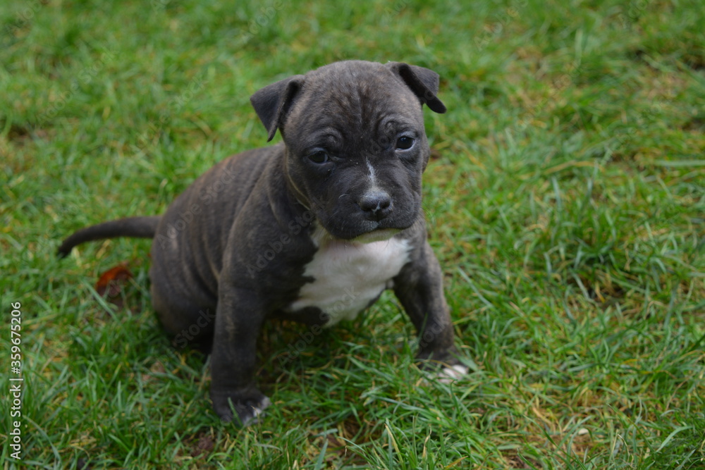 CHIOT AMSTAFF - STAFFORDSHIRE TERRIER AMERICAIN CHIOT AMSTAFF - STAFFORDSHIRE TERRIER AMERICAIN