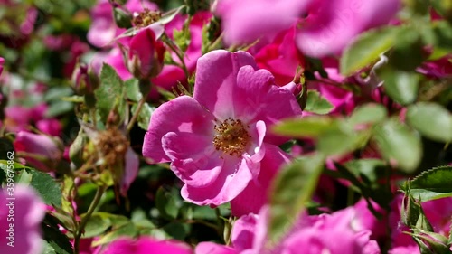 Wallpaper Mural A bee on a rose gathers nyctar under the summer sun Torontodigital.ca