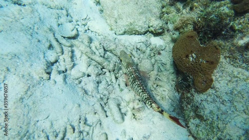 4k Underwater Shot: Following Mature Female Stoplight Parrotfish Eat And Swim Through Corals In Clear Shallow Sea Water At Summer. photo