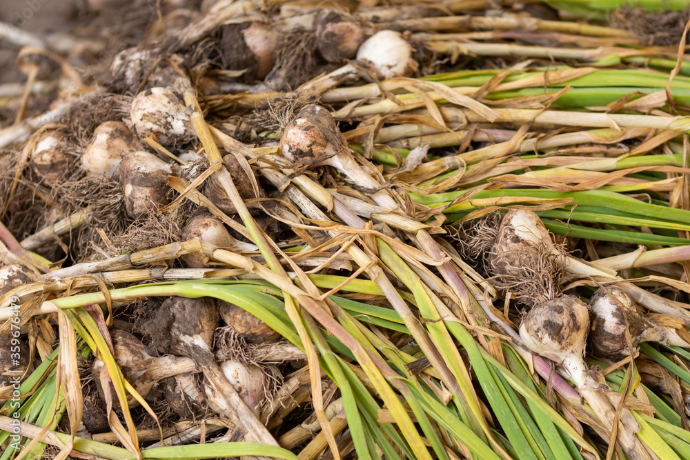 fresh harvested garlic
