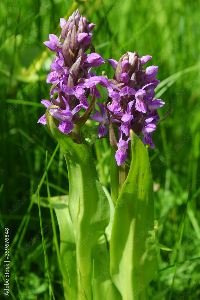 Fototapeta premium orchid